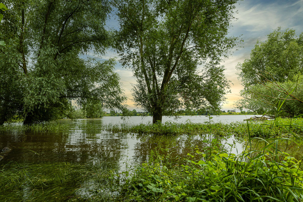 Hochwasser am Rhein
