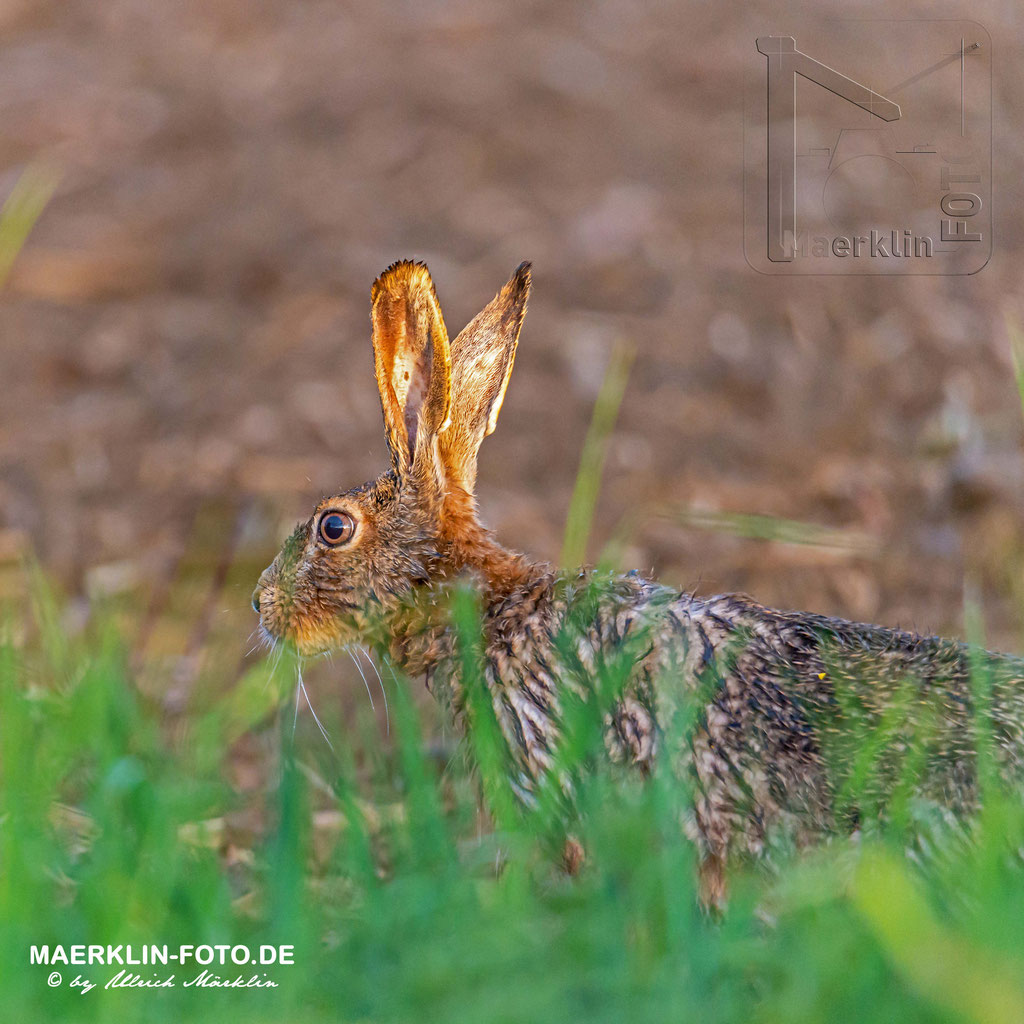 Feldhase (Lepus europaeus), Heckengäu 