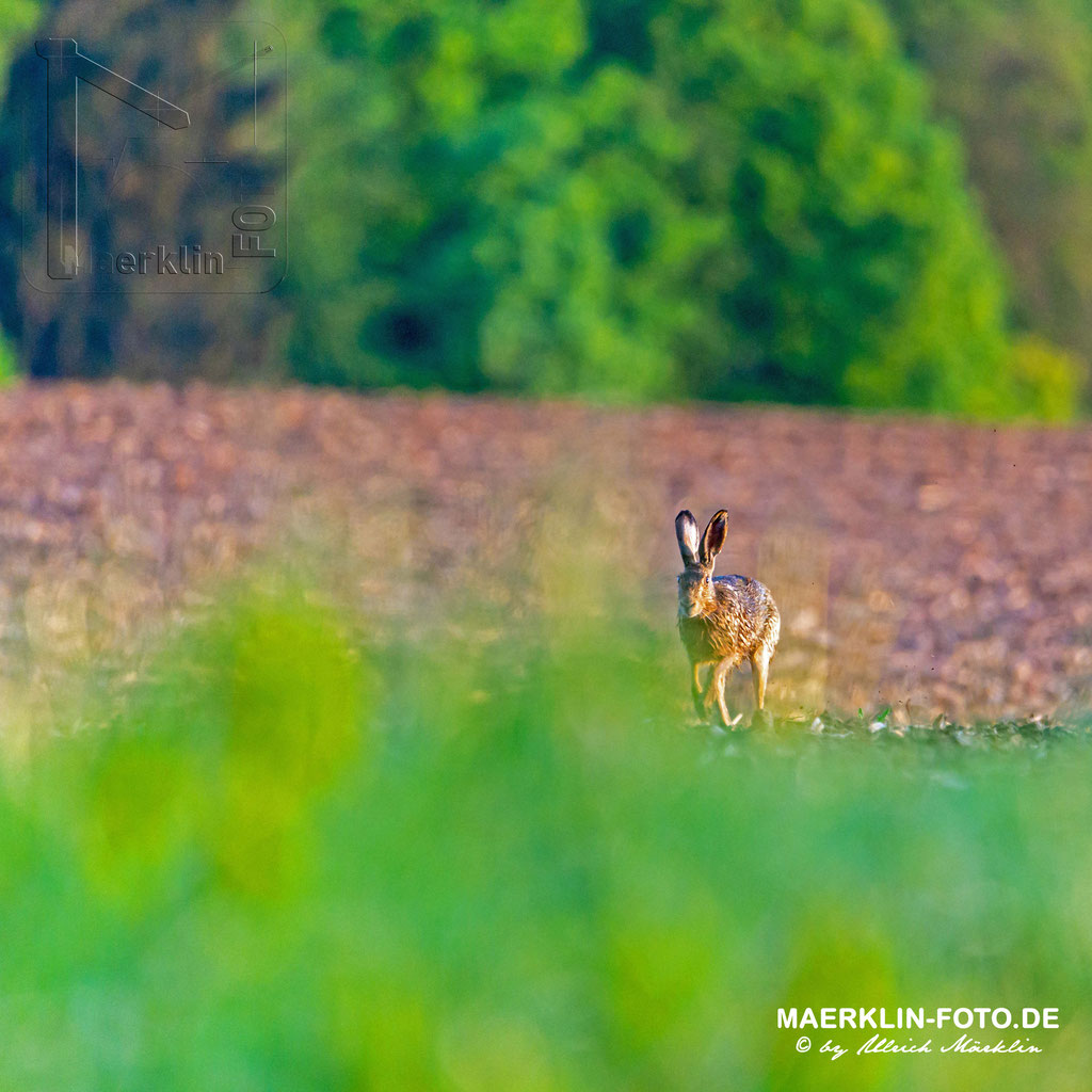 Feldhase (Lepus europaeus), Heckengäu 