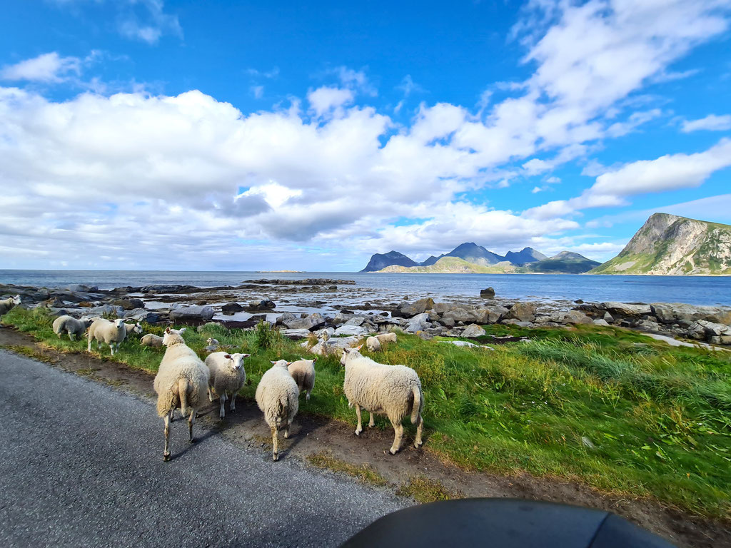 Lofoten Norwegen overland Travel Camping #ProjektBlackwolf Skandinavien wolf78 explore without no limits roadtrip offroad Overlandingnomads Overlandbound wolf78-overland.ch
