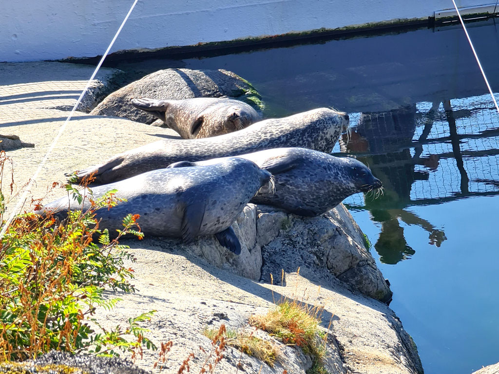 Lofoten Norwegen overland Travel Camping #ProjektBlackwolf Skandinavien wolf78 explore without no limits roadtrip offroad Overlandingnomads Overlandbound wolf78-overland.ch