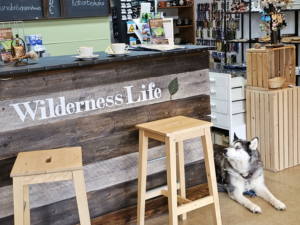 Wildernes-Life Schweden B&B wolf78 overland vanlife #ProjektBlackwolf explore without limits #driveyourownway roadtrip offroad Schweiz Travel Camping #BornToRoam overlandbound Overlandingnomads Pickup Camper Globecamper offroad 195 Toyota Hilux