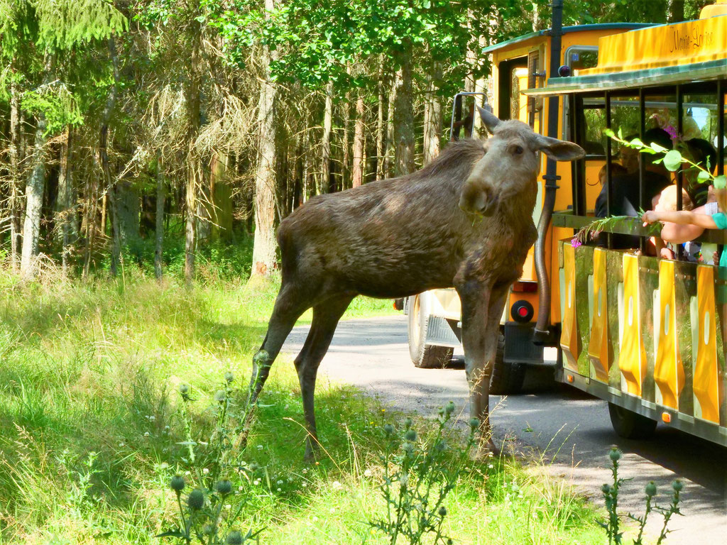 Schweden älg safari Smålandet Moose Safari Elch overland Travel Camping #ProjektBlackwolf Skandinavien wolf78  explore without no limits roadtrip offroad Overlandingnomads Overlandbound wolf78-overland.ch