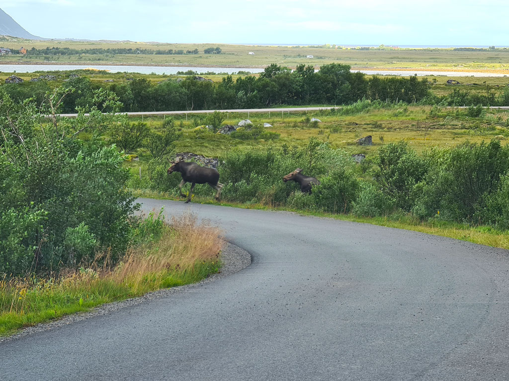 Elch Lofoten Norwegen overland Travel Camping #ProjektBlackwolf Skandinavien wolf78 explore without no limits roadtrip offroad Overlandingnomads Overlandbound wolf78-overland.ch