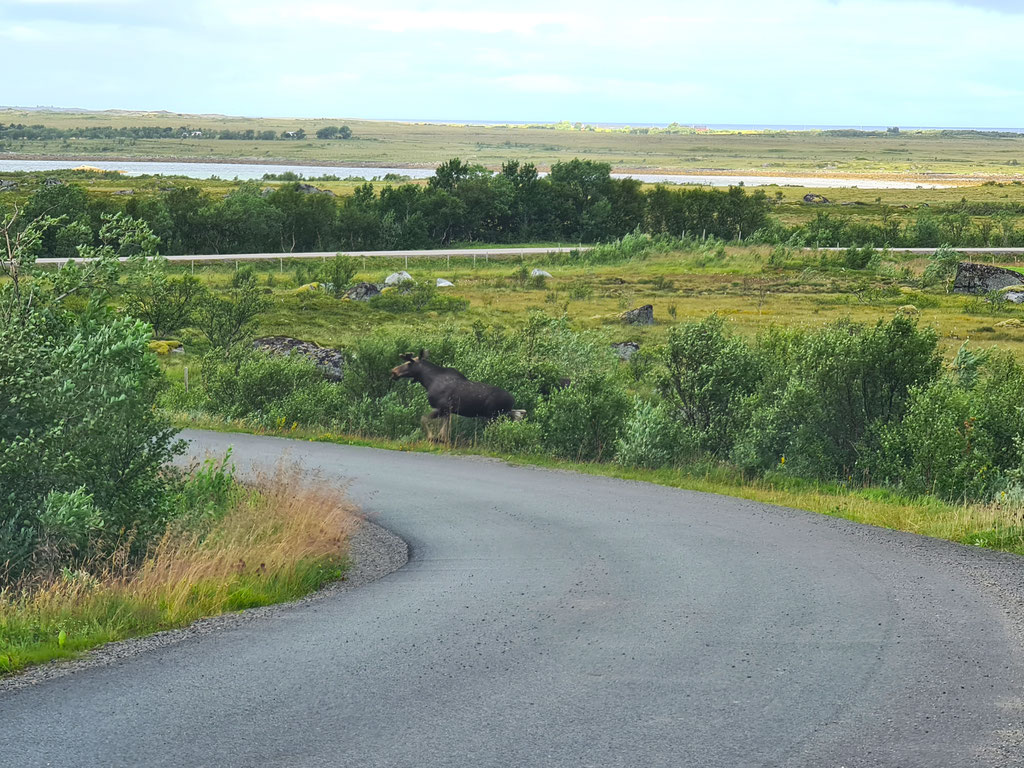 Elch Lofoten Norwegen overland Travel Camping #ProjektBlackwolf Skandinavien wolf78 explore without no limits roadtrip offroad Overlandingnomads Overlandbound wolf78-overland.ch