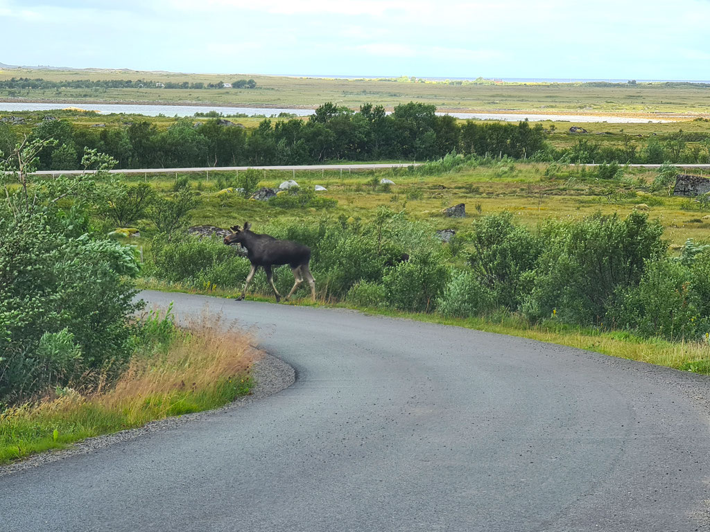 Elch Lofoten Norwegen overland Travel Camping #ProjektBlackwolf Skandinavien wolf78 explore without no limits roadtrip offroad Overlandingnomads Overlandbound wolf78-overland.ch