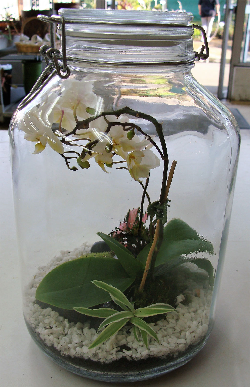 Terrarium de plantes en bocaux