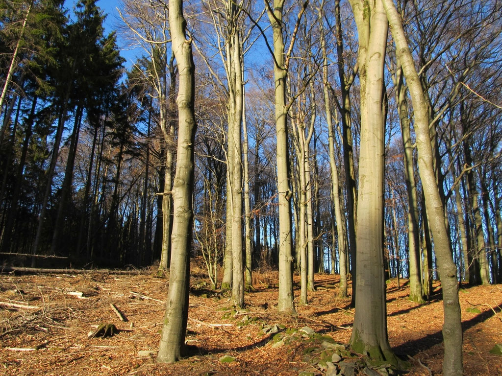 freigestellte Buchen - Buchensonnenbrand