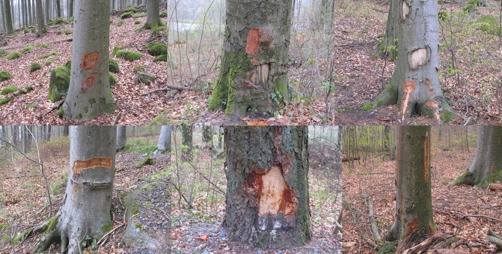 Exempel Baumverletzungen