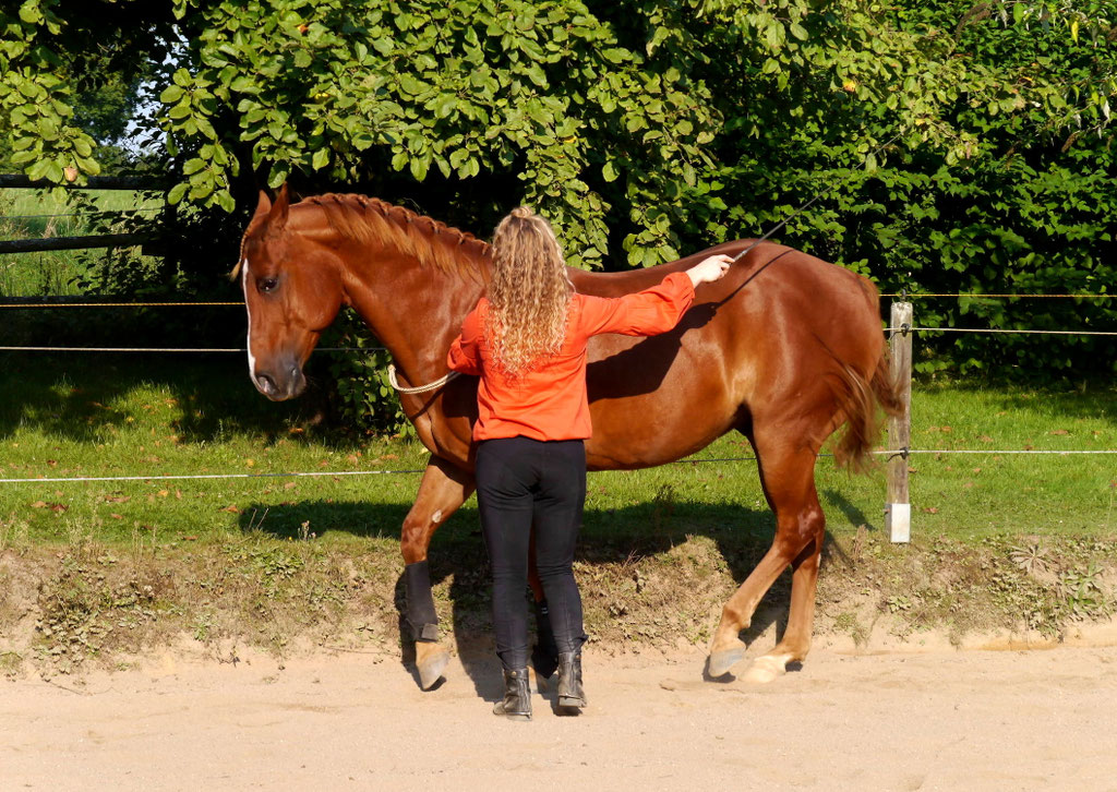 Piaffe auch nur mit Halsring