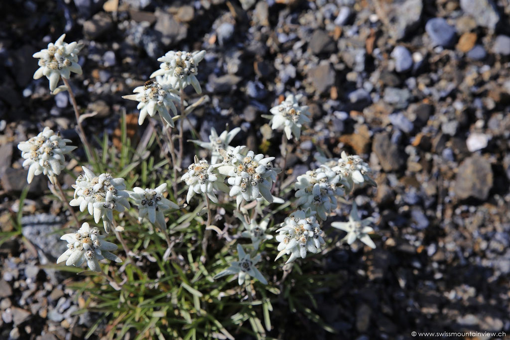 Edelweiss - zu bestaunen im alpinen Garten beim Allmendhubel