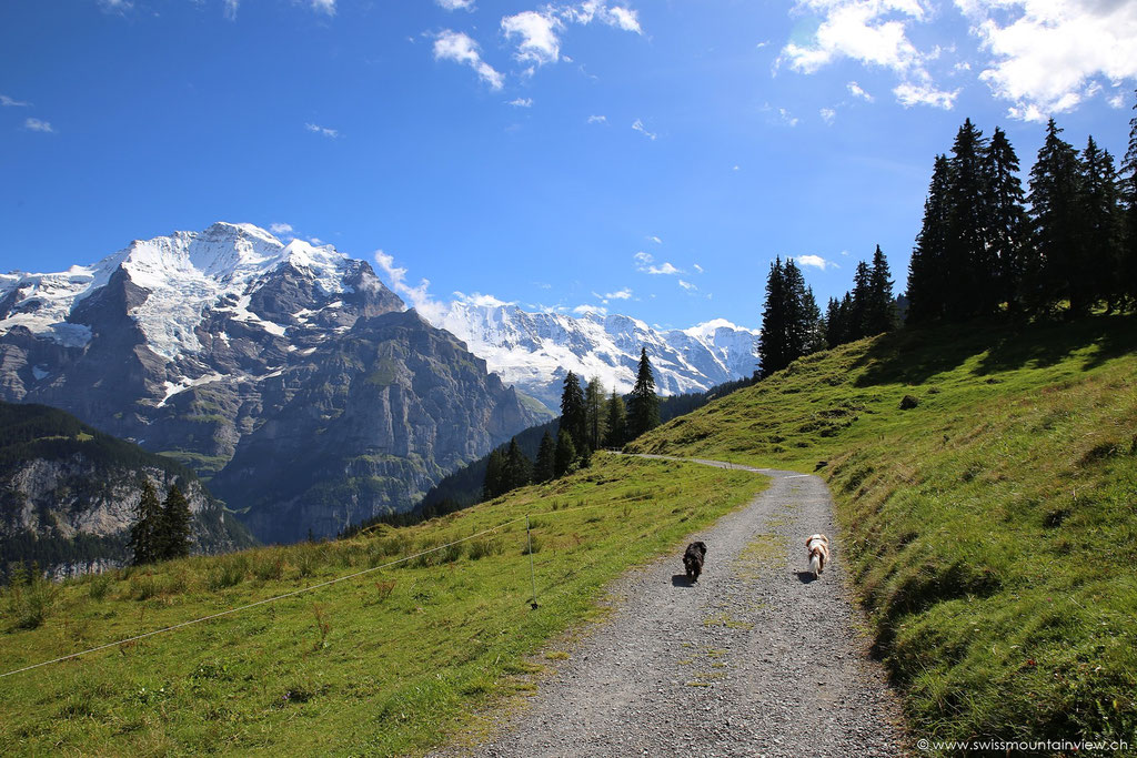 Den swissdoggies.ch - gefällts.