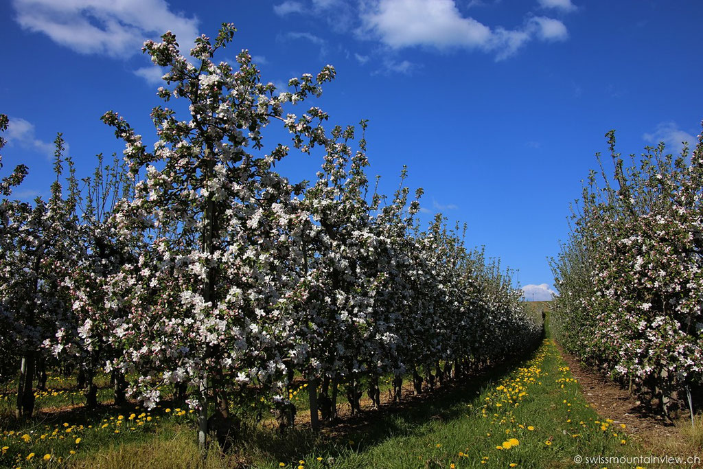 Apfelblüte am Bodensee