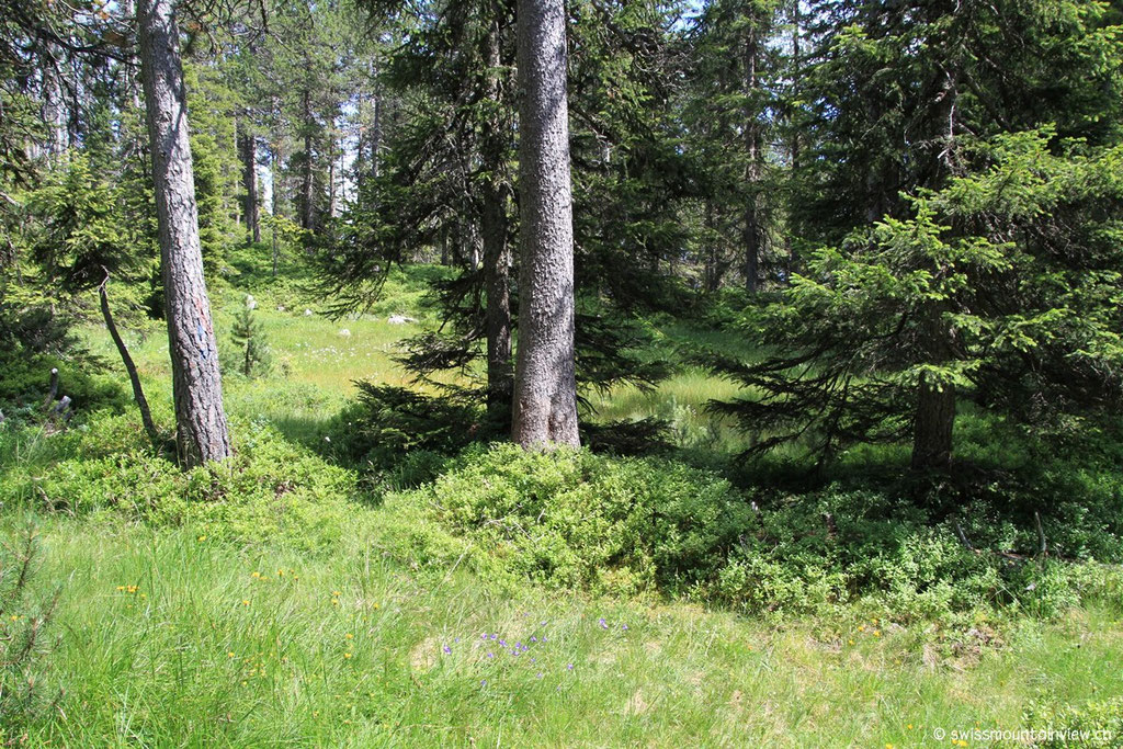 Weiter unten führt der Weg durch den Wald