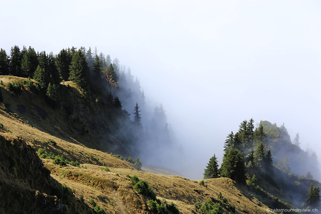 Ein bisschen weiter unten schleicht der Nebel um die Baumwipfel 