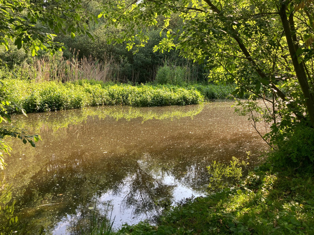 Mühlenteich mit Quellwasser aus dem Wald