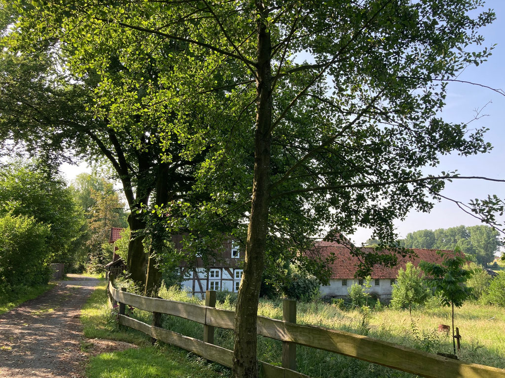 Weide mit der Wassermühle im Hintergrund