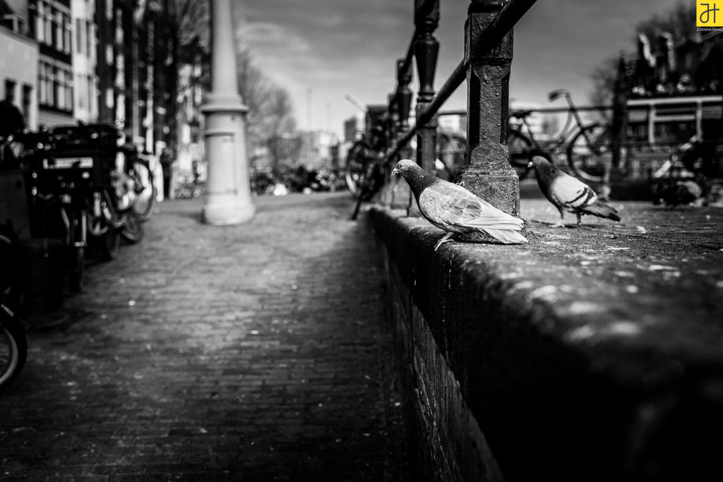 © JOANNA HAAG - Amsterdam 02/2019