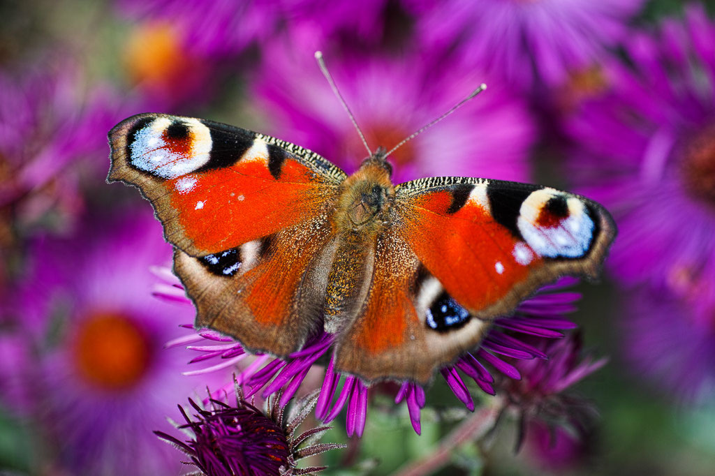 Peacock butterfly [Inachis io]