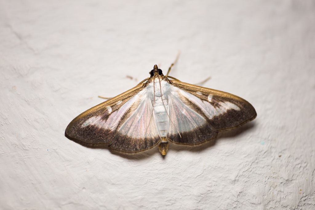 Such a beautiful butterfly - the Box Tree Moth [Cydalima perspectalis]