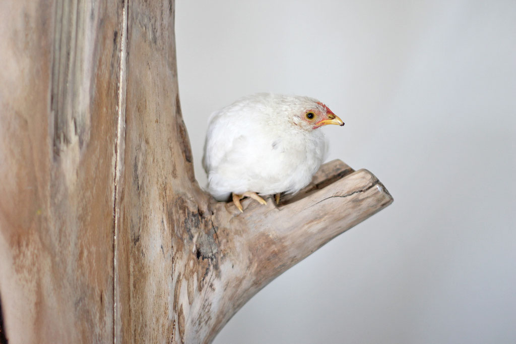 Holzskulptur, Buche, Edison, Lichtskulptur,  Feuerskulptur