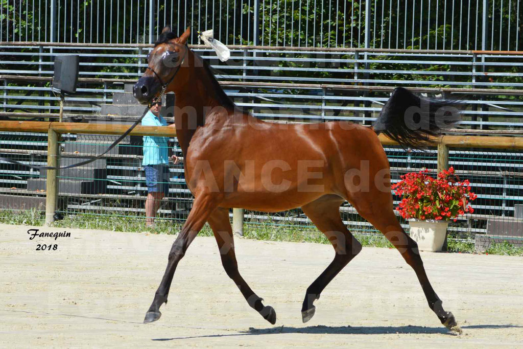 Championnat de FRANCE de chevaux Arabes à Pompadour en 2018 - BO AS ALEXANDRA - Notre Sélection - 05