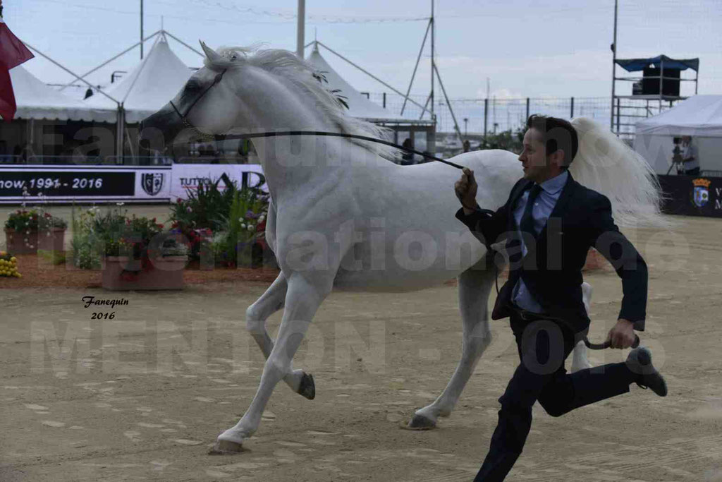 Championnat du Pur Sang Arabe de la Méditerranée et des pays Arabes - MENTON 2016 - RASWAN DE GARGASSAN - Notre Sélection - 18