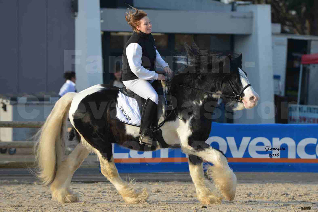 Cheval Passion 2016 - IRISH COB - monté par une cavalière - 12