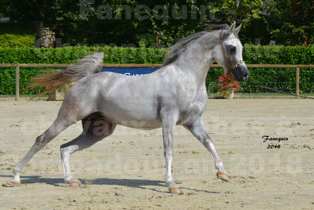 Championnat de FRANCE de chevaux Arabes à Pompadour en 2018 - SH CHAGALL - Notre Sélection - 06