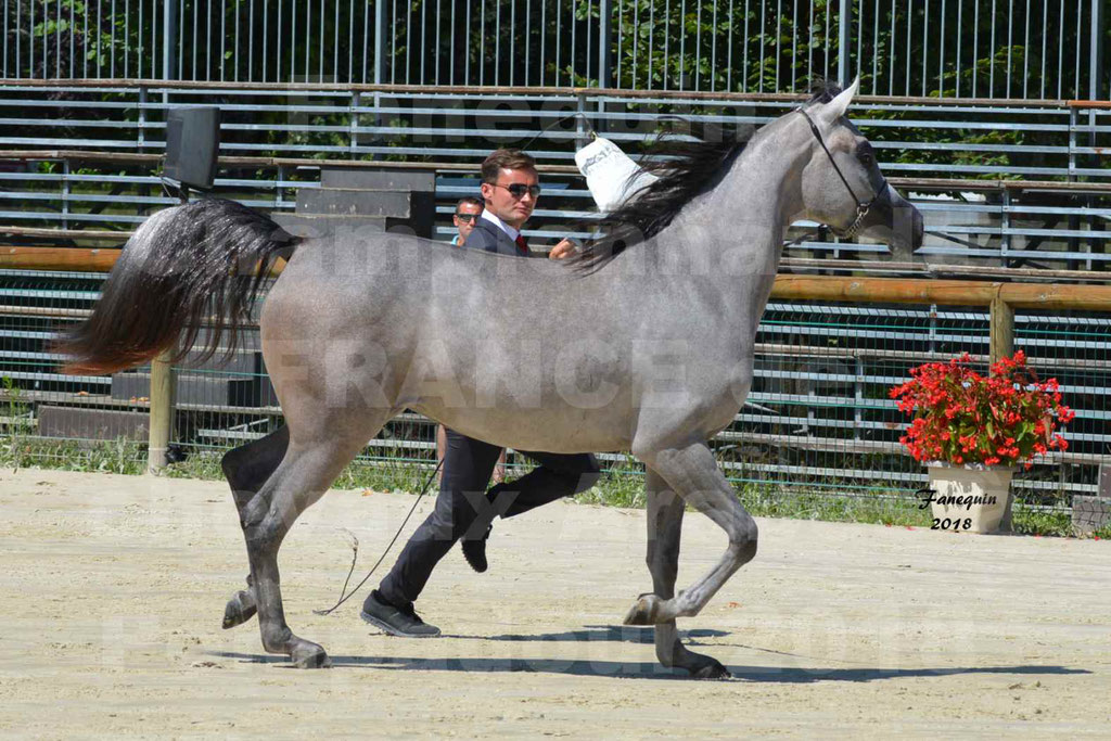 Championnat de FRANCE de chevaux Arabes à Pompadour en 2018 - SANIA DU CAYRON - Notre Sélection - 10