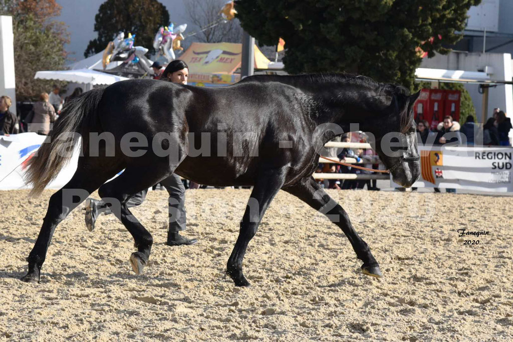 Cheval Passion 2020 - Elevage de PRE Pure Race Espagnol de Marie BRIOT