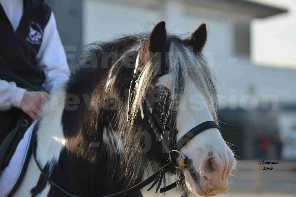 Cheval Passion 2016 - IRISH COB - monté par une cavalière - Portraits - 11