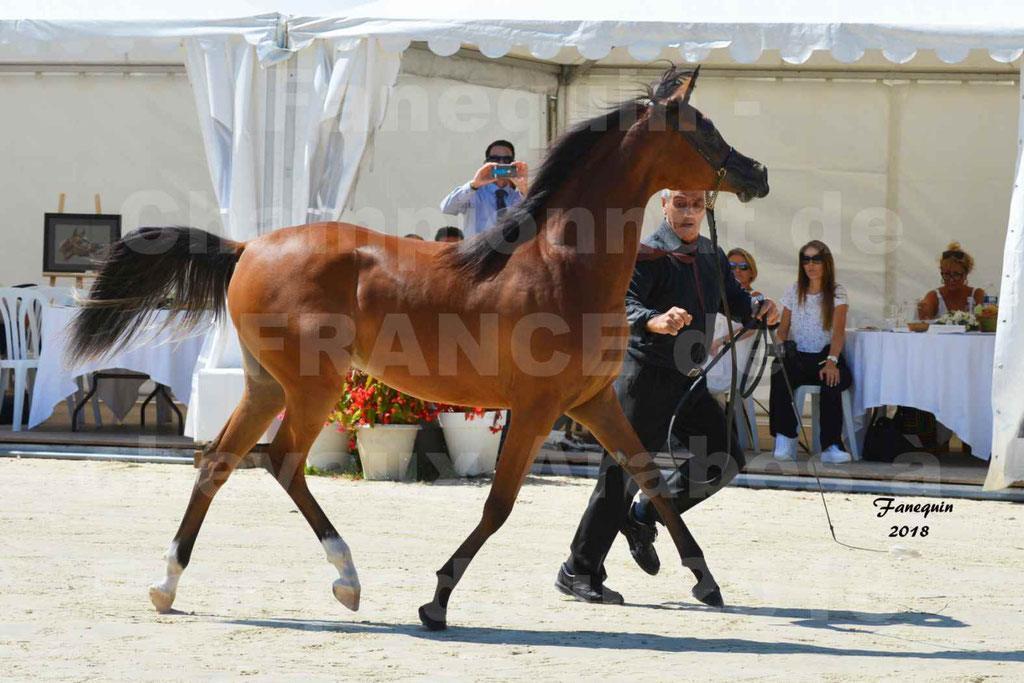 Championnat de FRANCE des chevaux Arabes à Pompadour en 2018 - SH CHARISMA - Notre Sélection - 13