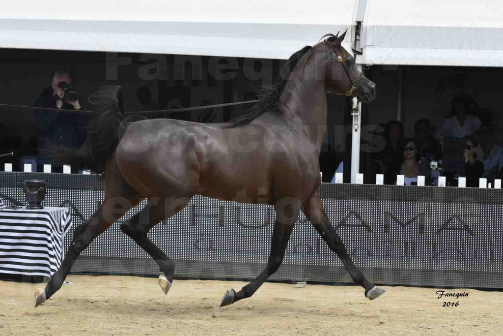 Championnat du pur-sang arabe de la Méditerranée et des pays arabes - MENTON 2016 - EKS ALIHANDRO - Notre Sélection - 30