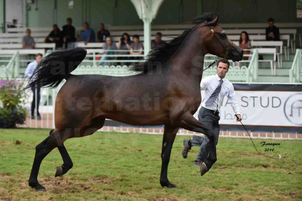 International Arabian Horse Show B de VICHY 2016 - MILLIAR - Notre Sélection - 18