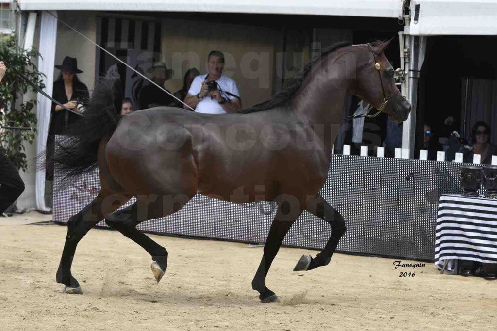 Championnat du pur-sang arabe de la Méditerranée et des pays arabes - MENTON 2016 - EKS ALIHANDRO - Notre Sélection - 29