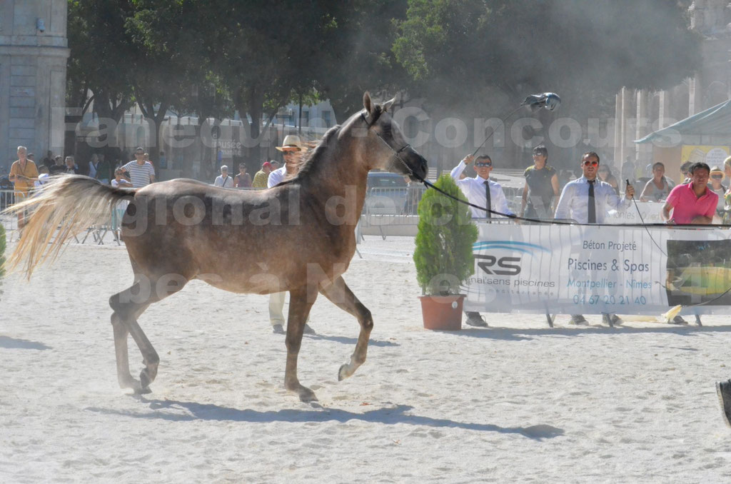 Concours régional de Nîmes de chevaux Arabes - 2014 - CHEM'S PHARAON - 01