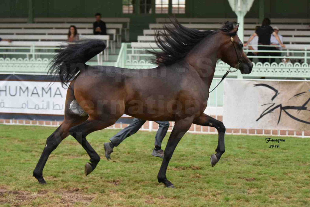 International Arabian Horse Show B de VICHY 2016 - MILLIAR - Notre Sélection - 20