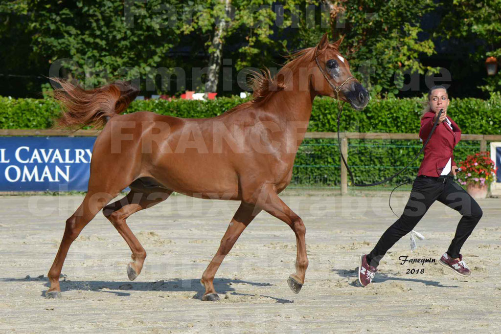 Championnat de FRANCE de chevaux Arabes à Pompadour 2018 - MAAMAR ISHANE - Notre Sélection - 14