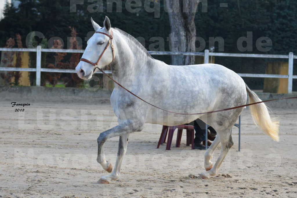 Confirmation de chevaux LUSITANIENS aux Haras d'UZES Novembre 2018 - LUTECE DU CASTEL - 19