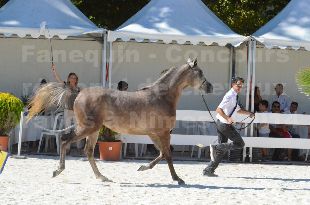 Concours régional de Nîmes de chevaux Arabes - 2014 - CHEM'S PHARAON - 04