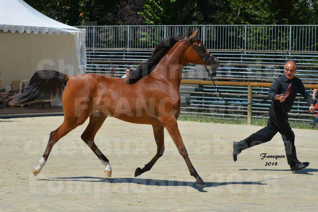 Championnat de FRANCE des chevaux Arabes à Pompadour en 2018 - SH CHARISMA - Notre Sélection - 19