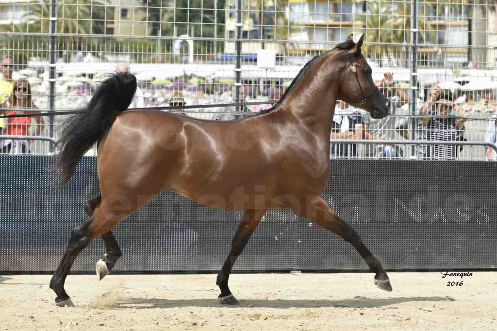 Championnat du pur-sang arabe de la Méditerranée et des pays arabes - MENTON 2016 - GHAZWAN AL JASSIMYA - Notre Sélection - 17