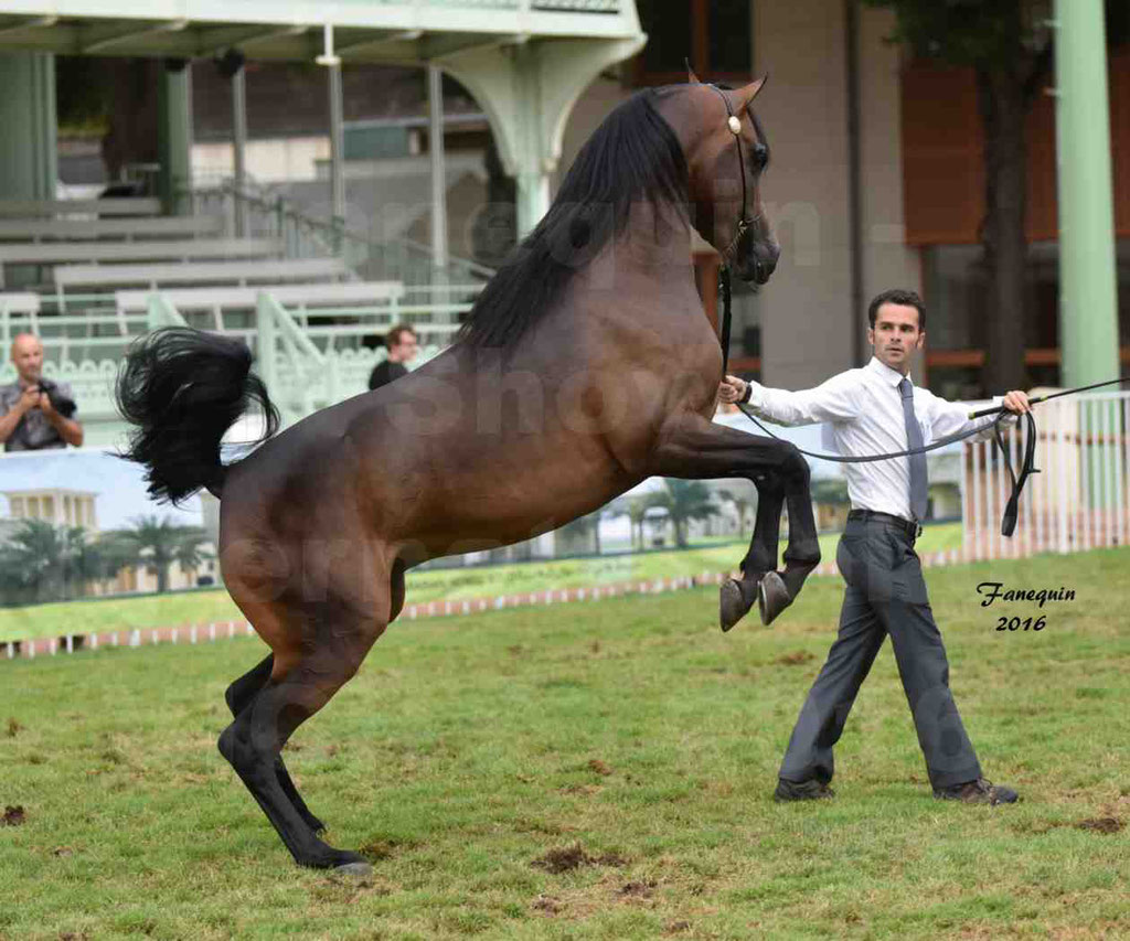 International Arabian Horse Show B de VICHY 2016 - MILLIAR - Notre Sélection - "Cabrages" - 2