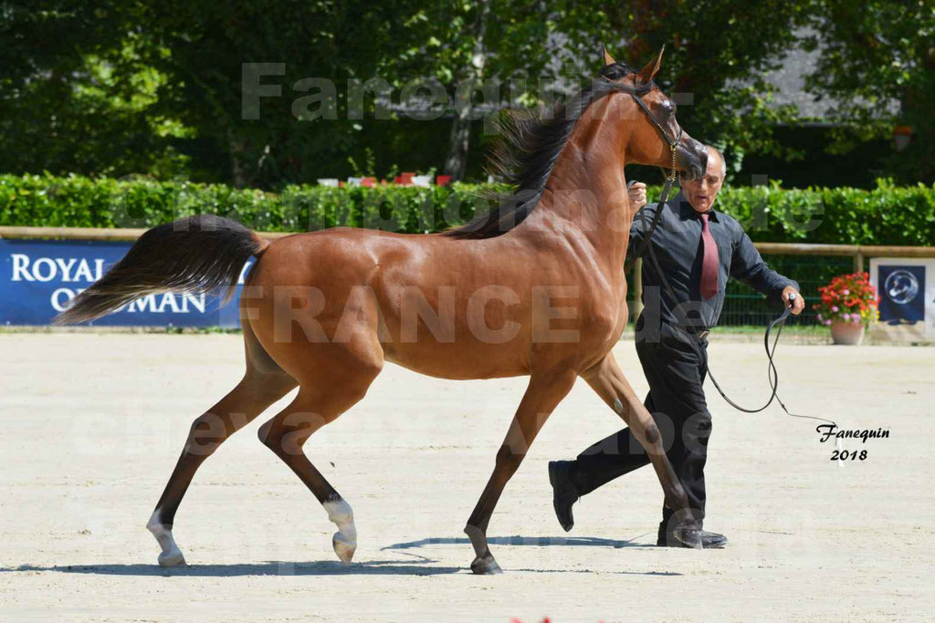 Championnat de FRANCE des chevaux Arabes à Pompadour en 2018 - SH CHARISMA - Notre Sélection - 26