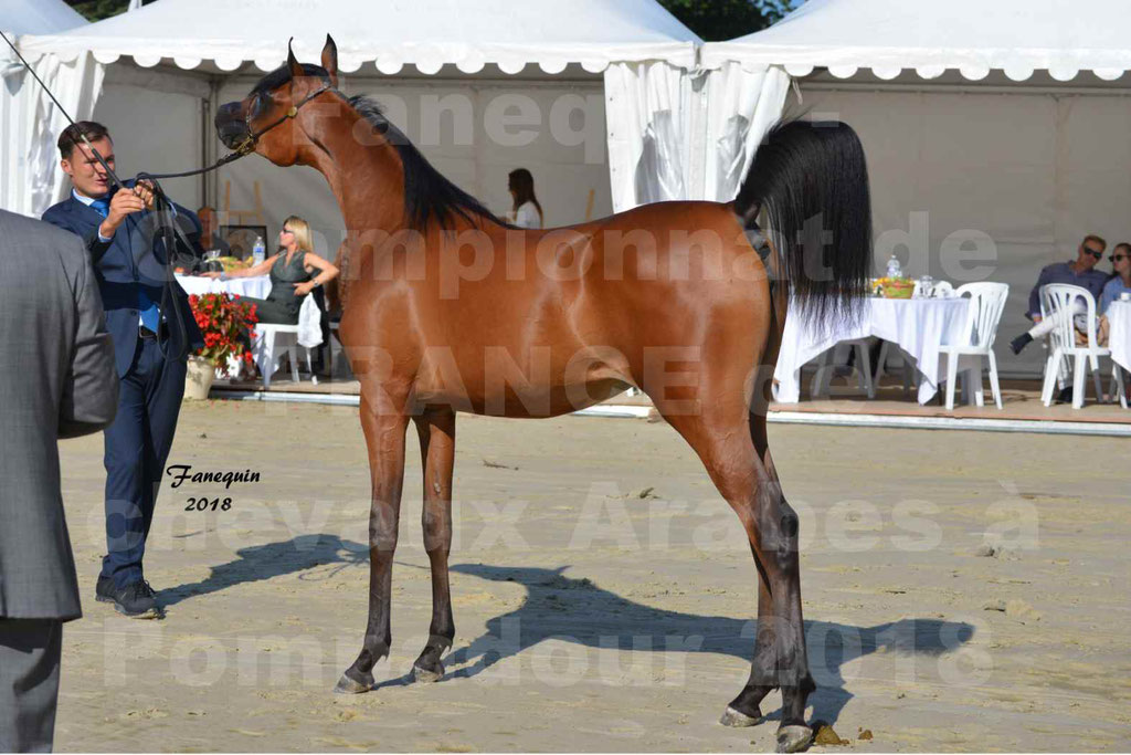 Championnat de FRANCE de chevaux Arabes à Pompadour en 2018 - BO AS ALEXANDRA - Notre Sélection - 44