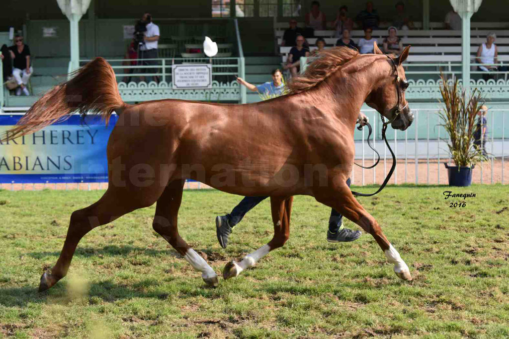 International Arabian Horse Show B de VICHY 2016 - DZHARI NUNKI - Notre Sélection - 22