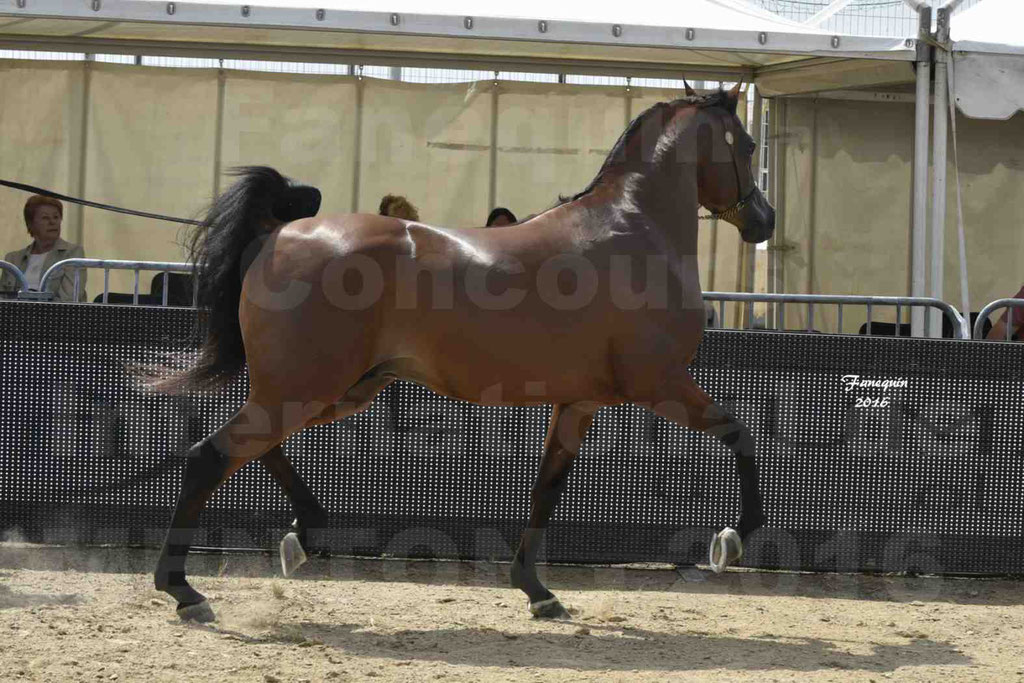 Championnat du pur-sang arabe de la Méditerranée et des pays arabes - MENTON 2016 - GHAZWAN AL JASSIMYA - Notre Sélection - 13