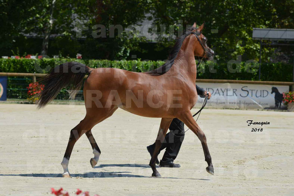 Championnat de FRANCE des chevaux Arabes à Pompadour en 2018 - SH CHARISMA - Notre Sélection - 27