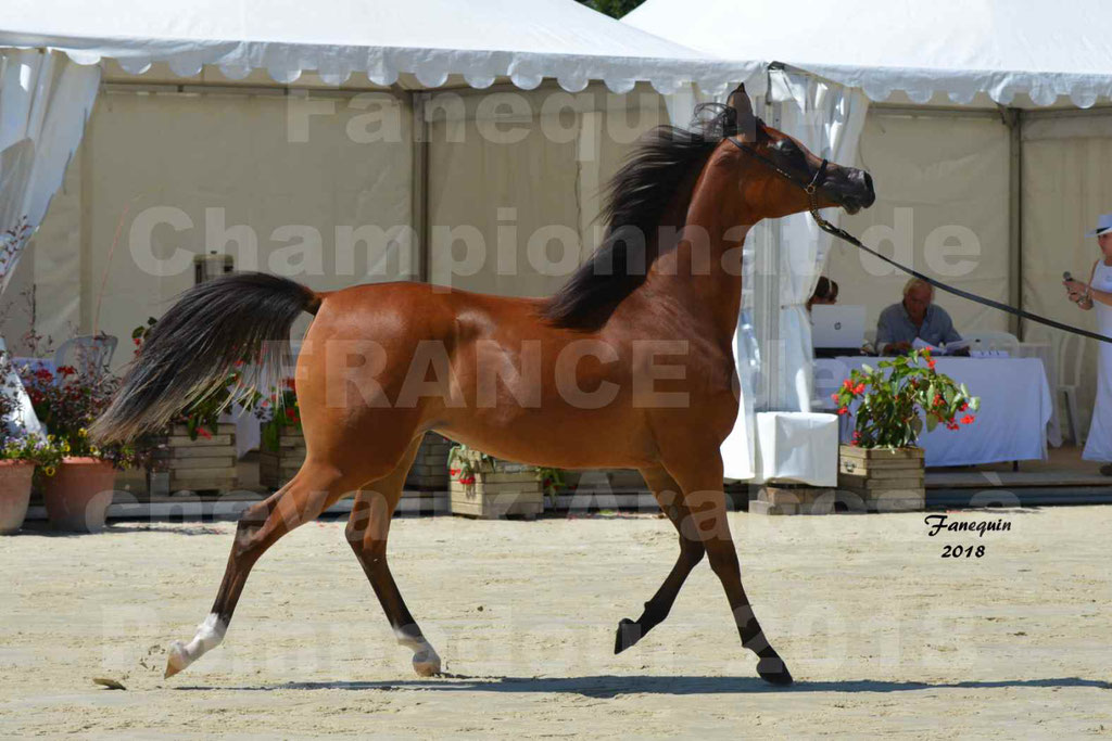 Championnat de FRANCE des chevaux Arabes à Pompadour en 2018 - SH CHARISMA - Notre Sélection - 15